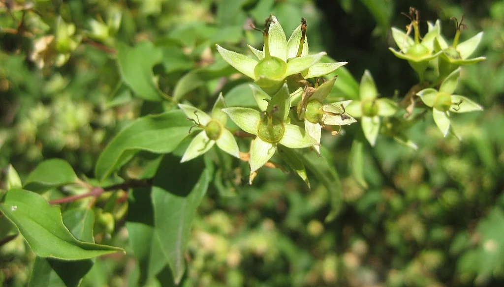 Sweet mock orange