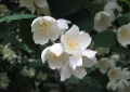 Sweet mock orange