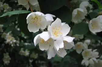 Sweet mock orange