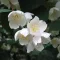 Sweet mock orange