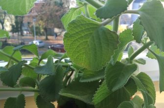 Indian borage