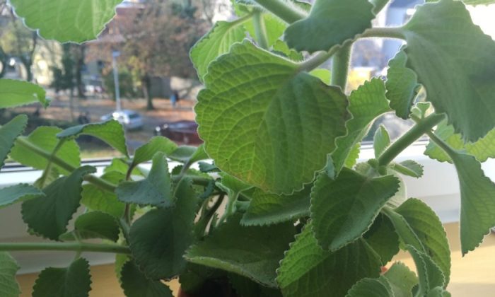 Indian borage