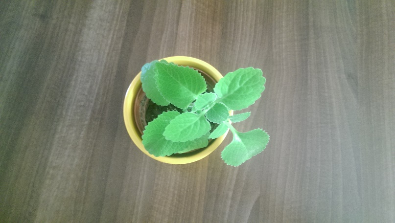 Indian borage 