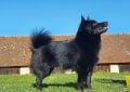 Schipperke