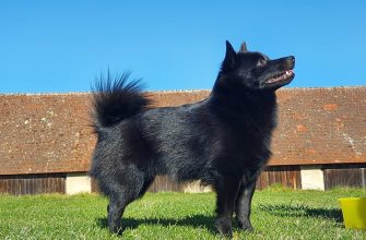 Schipperke