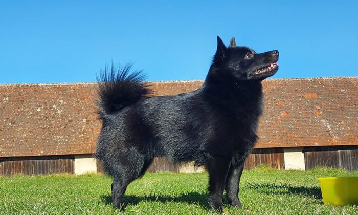 Schipperke