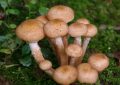 Honey fungus