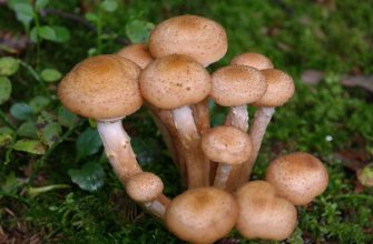 Honey fungus