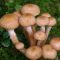 Honey fungus