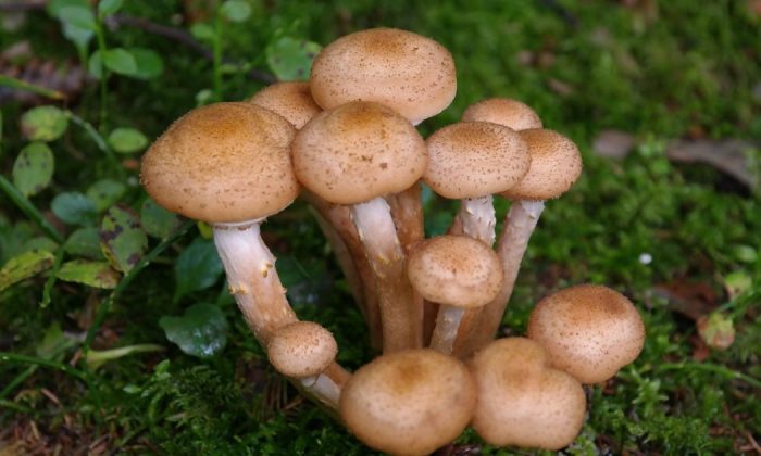 Honey fungus