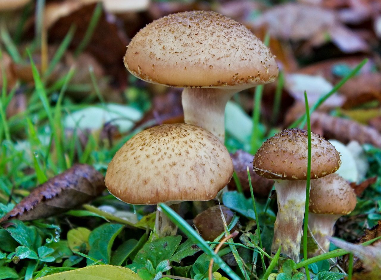 Honey fungus 