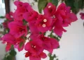 Bougainvillea