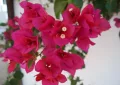 Bougainvillea