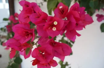 Bougainvillea