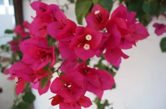 Bougainvillea