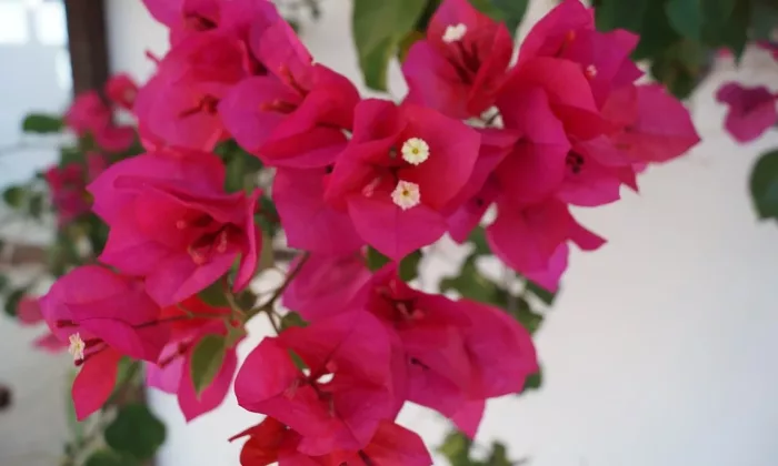 Bougainvillea