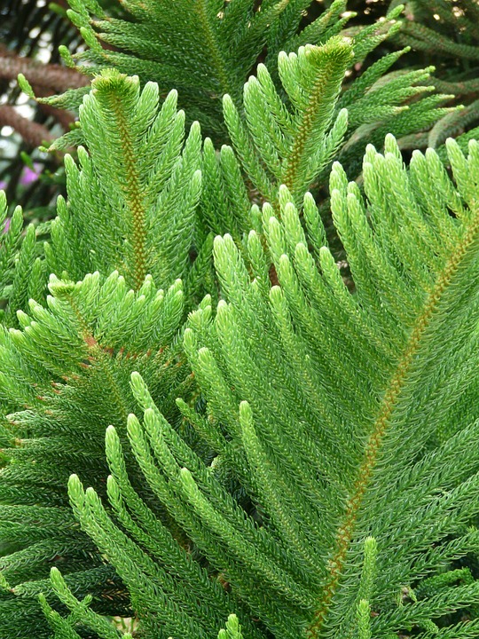 Araucaria