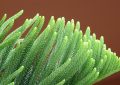 Araucaria