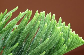 Araucaria