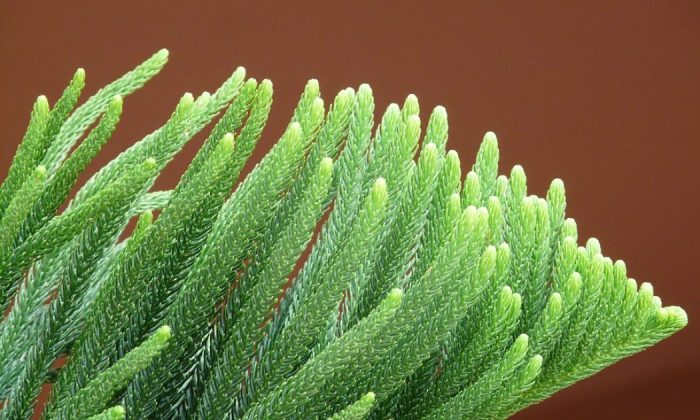 Araucaria