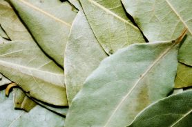 Bay tree or bay laurel