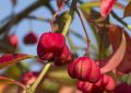 Common spindle
