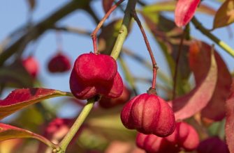 Common spindle