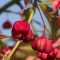 Common spindle