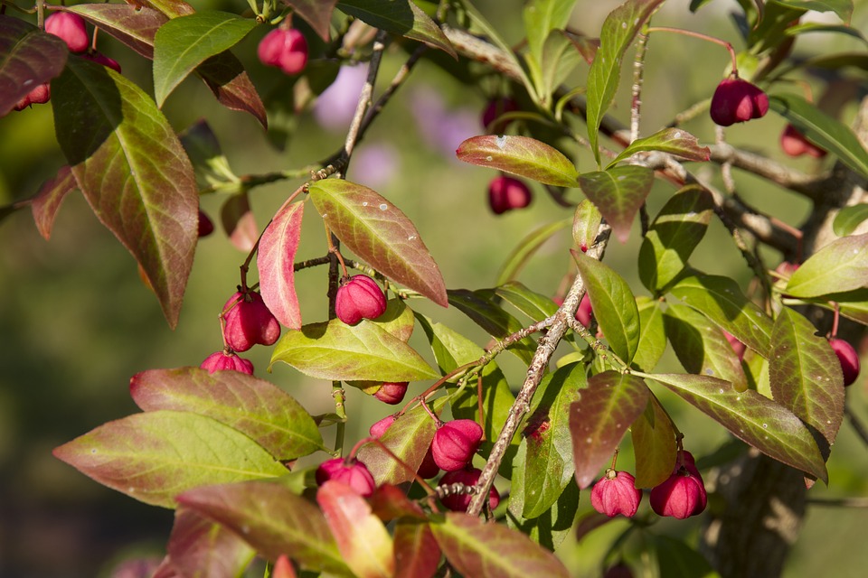 Common spindle