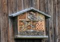 Insect house