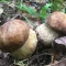 Mushrooms