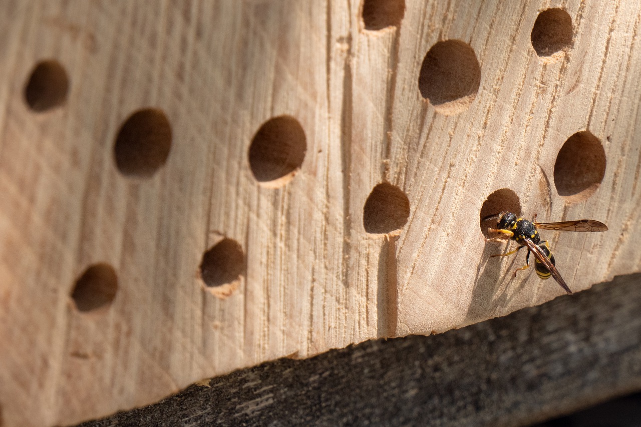 Insect house