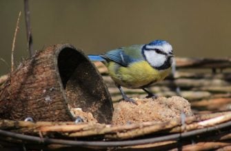 Bird feeders