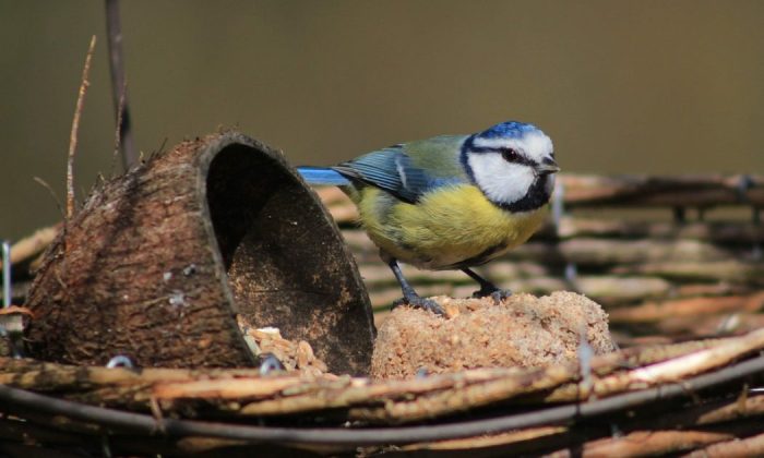 Bird feeders