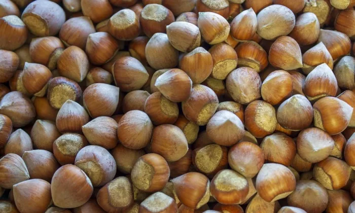 Hazelnuts