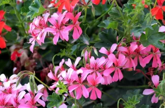 Pelargonium odoratissimum