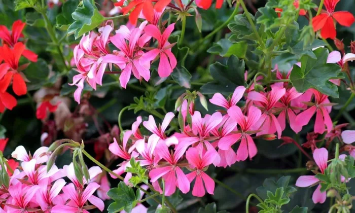 Pelargonium odoratissimum