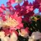 oleander