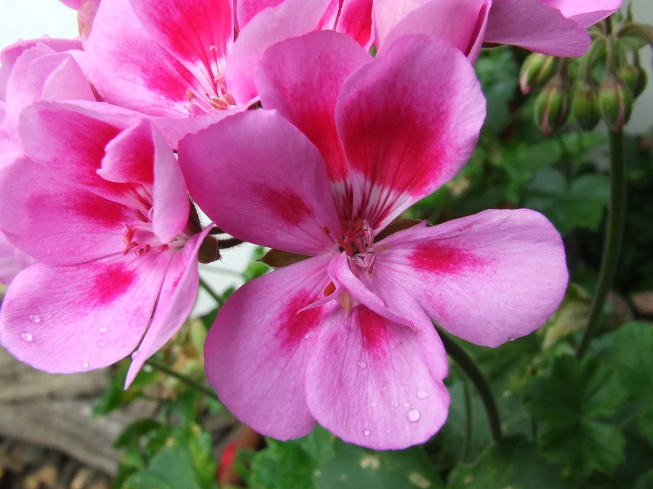 Pelargonium odoratissimum