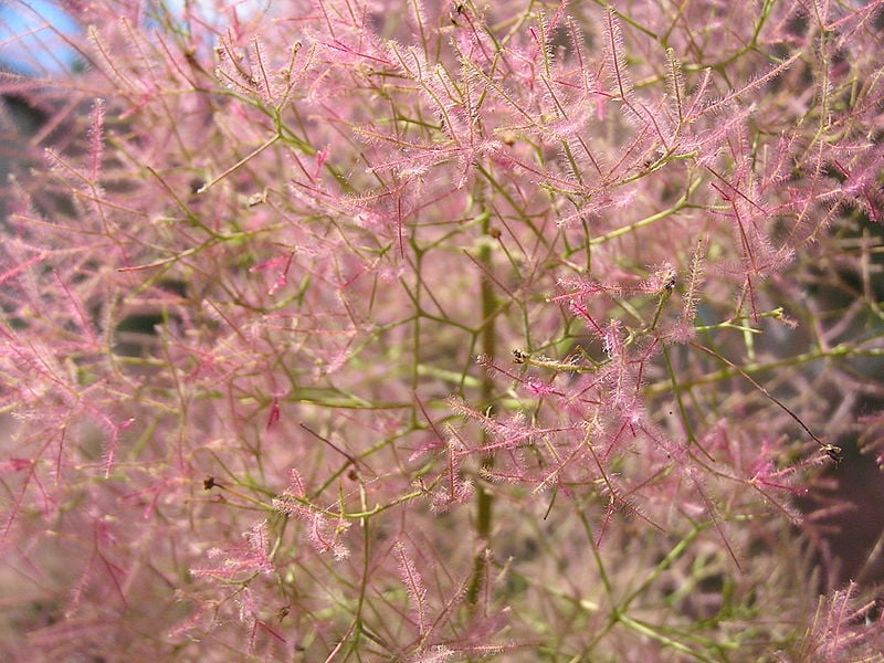 Eurasian smoke tree 