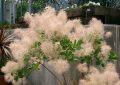 Eurasian smoke tree