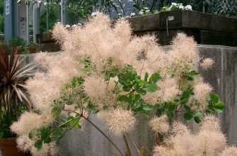 Eurasian smoke tree