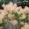 Eurasian smoke tree