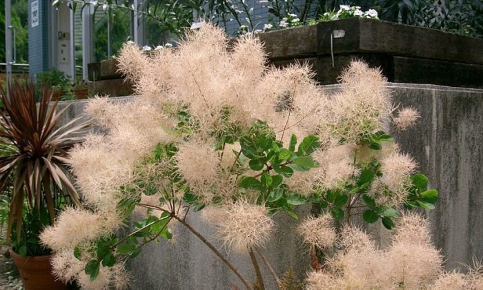 Eurasian smoke tree