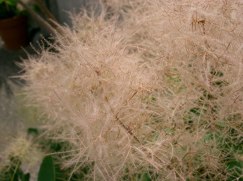 Eurasian smoke tree 