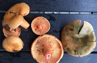 Saffron milkcap and orange milkcap