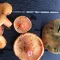 Saffron milkcap and orange milkcap
