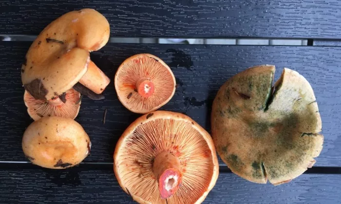 Saffron milkcap and orange milkcap