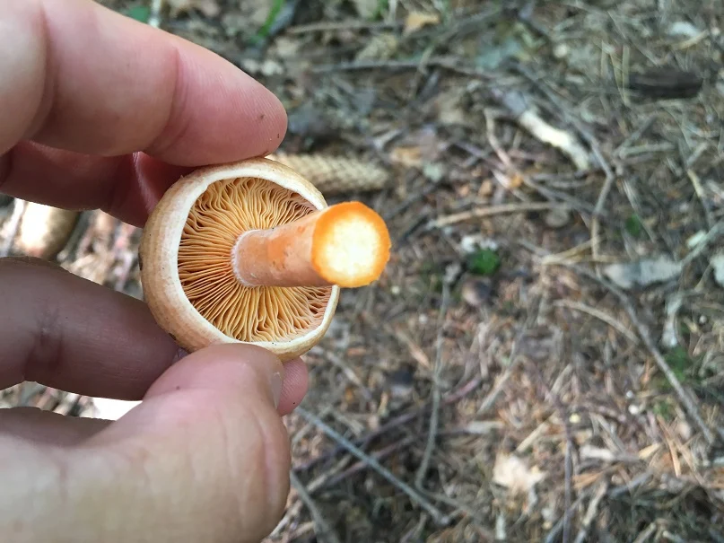 Saffron milkcap and orange milkcap 