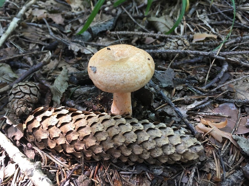 Saffron milkcap and orange milkcap 